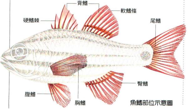 src=http___aquazoo src=http___aquazoo